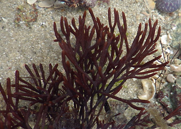 Polyides rotunda