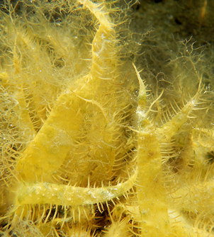 Polyopes lancifolius