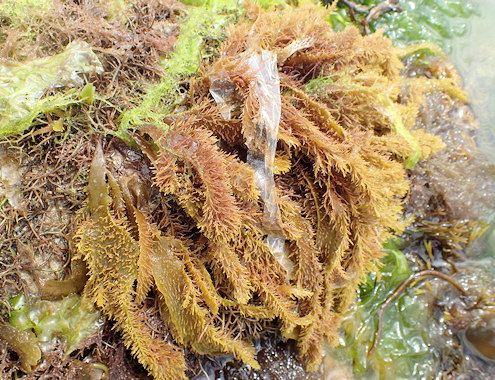 Polyopes lancifolius