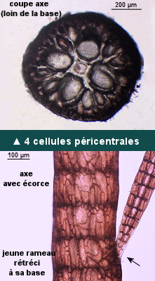 Carradoriella elongata