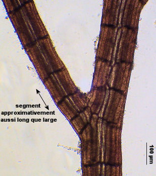 Vertebrata fucoides