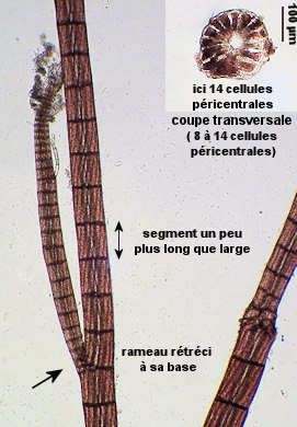 Vertebrata nigra