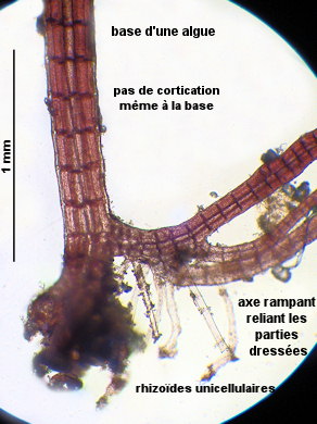 Vertebrata nigra