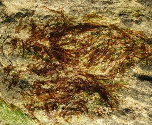 Porphyra linearis