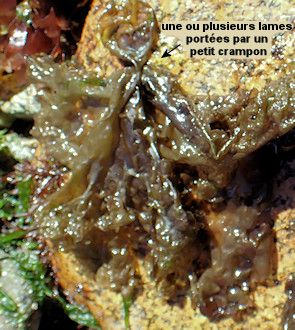 Porphyra umbilicalis