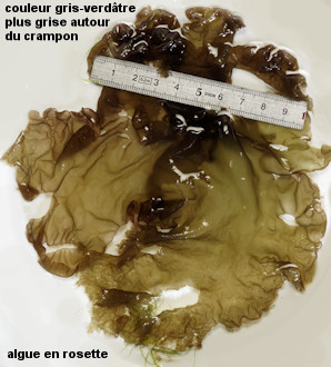 Porphyra umbilicalis