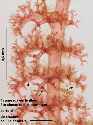 Pterothamnion crispum