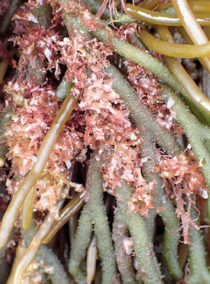 Rhodophyllis divaricata