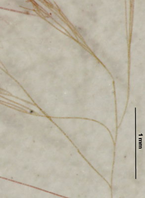 Rhodothamniella floridula
