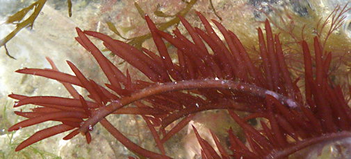 Solieria chordalis