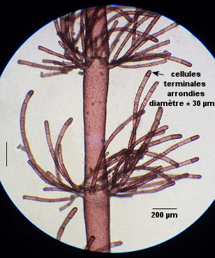 Sphondylothamnion multifidum