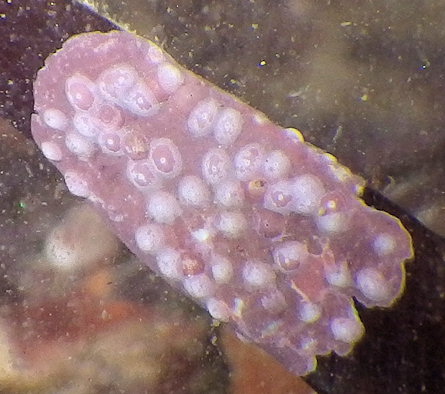 Titanoderma pustulatum