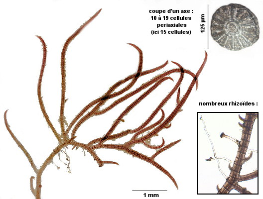 Vertebrata reptabunda