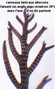 Vertebrata thuyoides