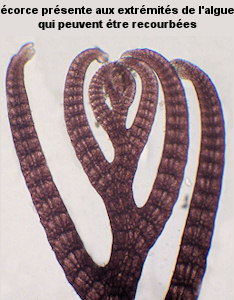 Vertebrata thuyoides