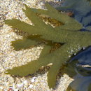 Fucus serratus