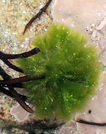 Spongomorpha