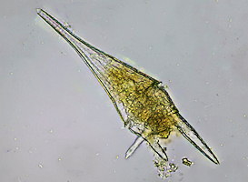 dinophyce