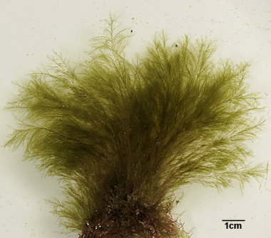 Bryopsis hypnoides