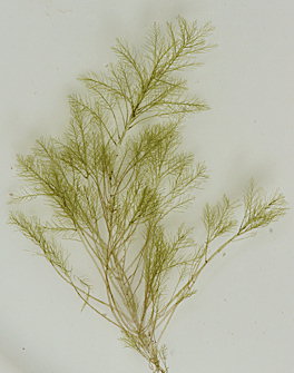 Bryopsis hypnoides