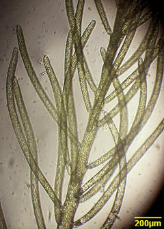 Bryopsis hypnoides