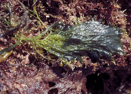 Bryopsis hypnoides