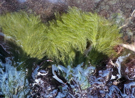 Bryopsis hypnoides