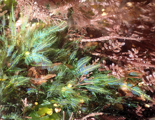 Bryopsis