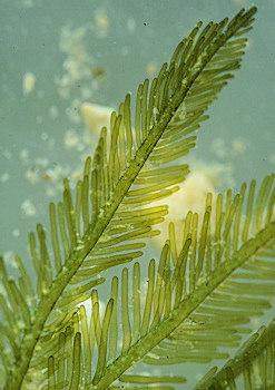 Bryopsis