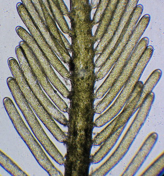 Bryopsis