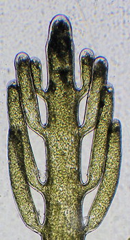 Bryopsis