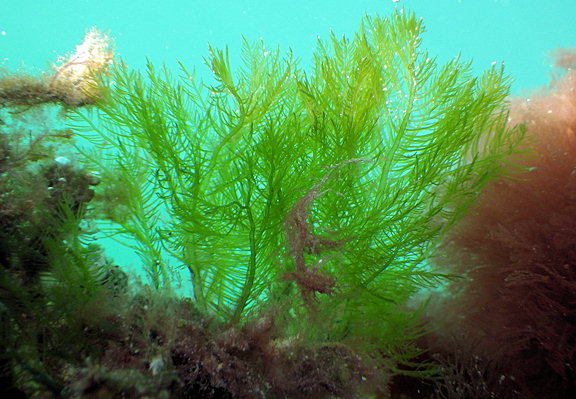 Bryopsis plumosa