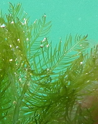 Bryopsis plumosa