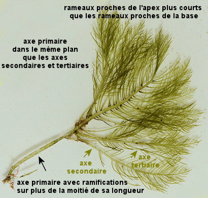 Bryopsis plumosa