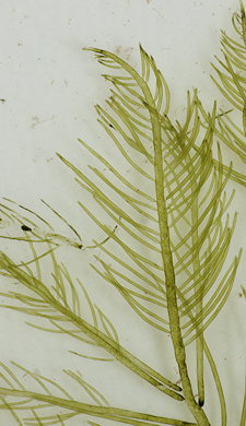 Bryopsis plumosa