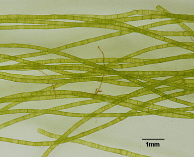 Chaetomorpha aerea