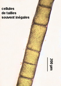 Chaetomorpha linum