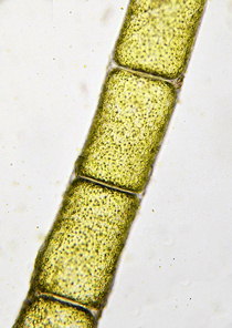 Chaetomorpha linum