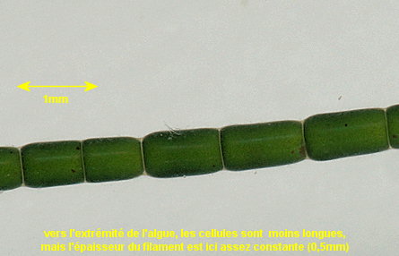 Chaetomorpha melagonium