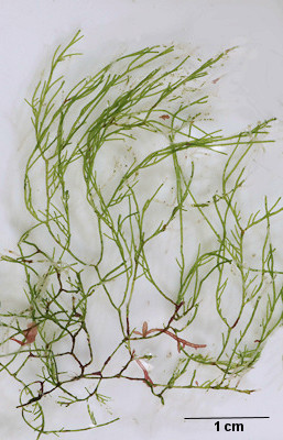 Cladophora hutchinsiae