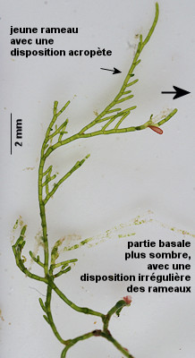 Cladophora hutchinsiae