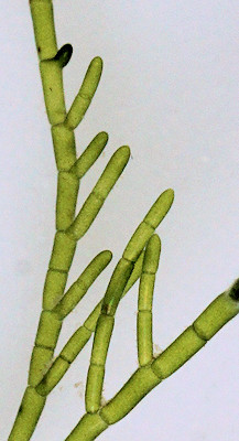 Cladophora hutchinsiae