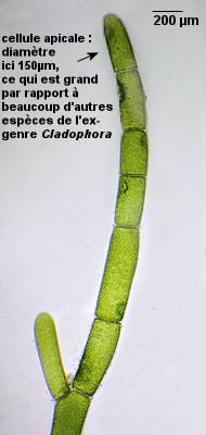 Cladophora hutchinsiae