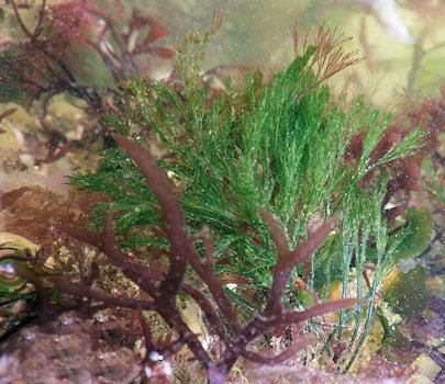 Lychaete pellucida