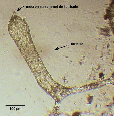 Codium fragile