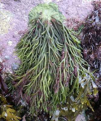 Codium tomentosum