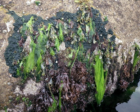 Codium adhaerens