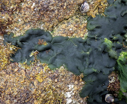 Codium adhaerens