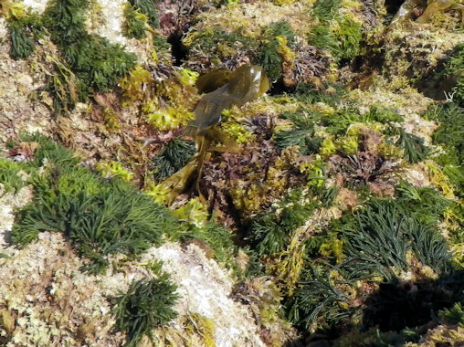 Codium tomentosum