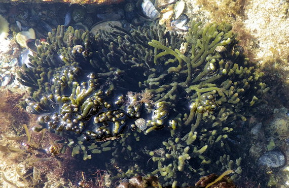 Codium vermilara